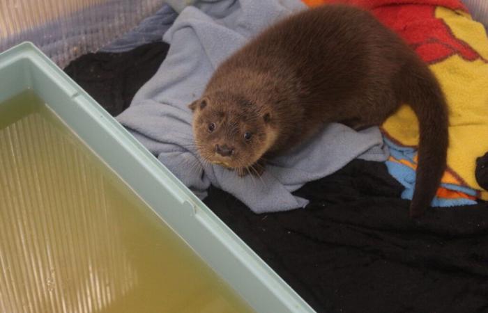 In questo centro per animali del Lot-et-Garonne, i custodi effettuano un salvataggio insolito