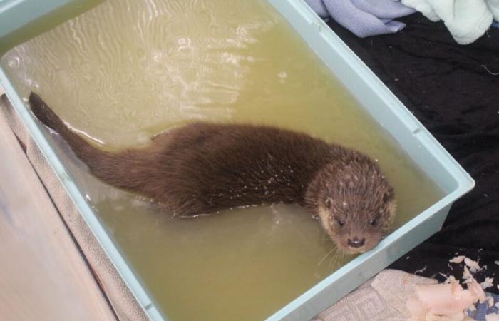 In questo centro per animali del Lot-et-Garonne, i custodi effettuano un salvataggio insolito