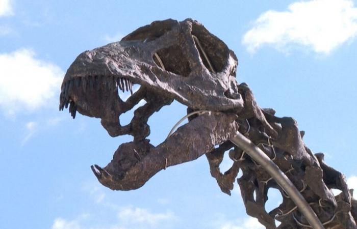 Un collezionista paga una somma enorme per acquistare lo scheletro del più grande dinosauro mai messo all’asta in Francia