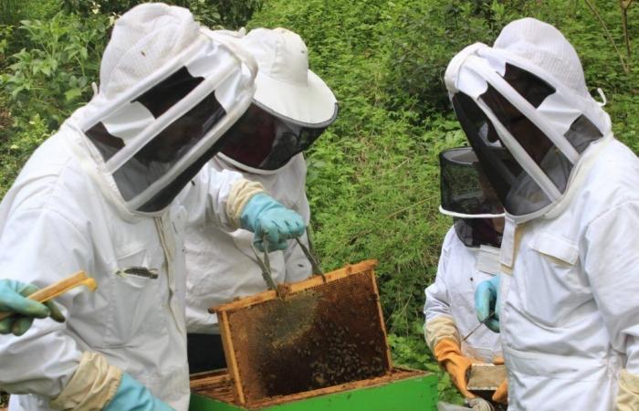 Maine-et-Loire. Questa città offre sessioni per conoscere l'apicoltura