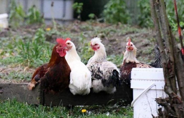 Giurò. Pena detentiva sospesa per maltrattamenti sugli animali a Beaufort