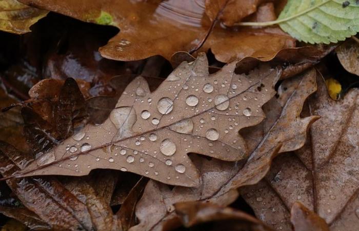 BOLLETTINO METEO. Pioggia, vento forte e temperature miti per questo martedì in Normandia.