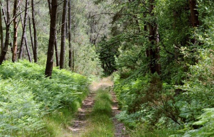 Scomparso nella foresta per 24 ore, un ottantenne ritrovato grazie al suo orologio connesso nell'Alto Reno