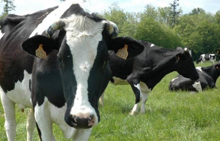 Tubercolosi bovina. Nell'Orne, la zona di sorveglianza estesa: i comuni interessati