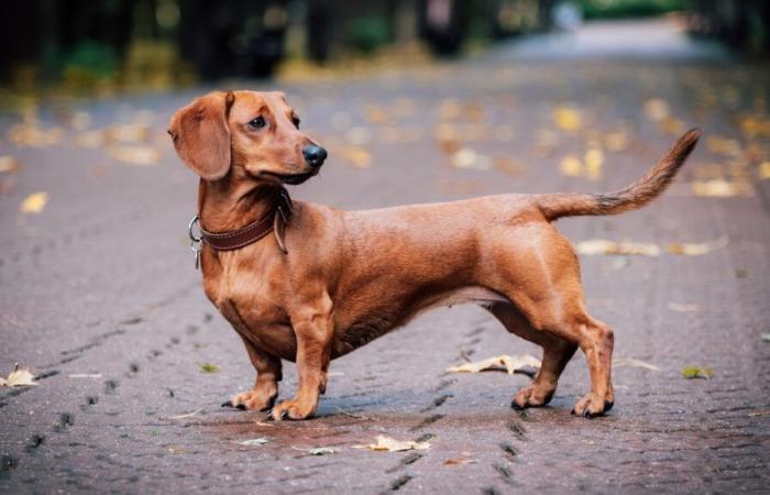 [EN IMAGES] Le salsicce più belle di Parigi hanno sfilato durante la Sausage Walk