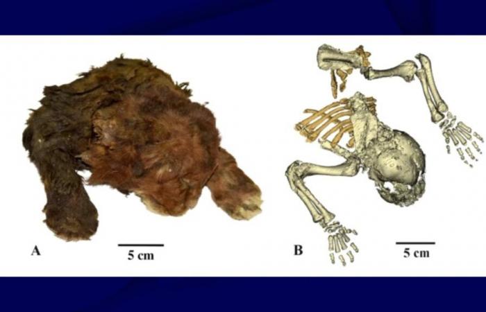 un gattino dai denti a sciabola mummificato per 37.000 anni trovato nel ghiaccio