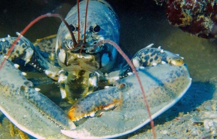 Una famiglia adotta sull'isola di Ouessant un'aragosta dorata, una specie molto rara: Novità