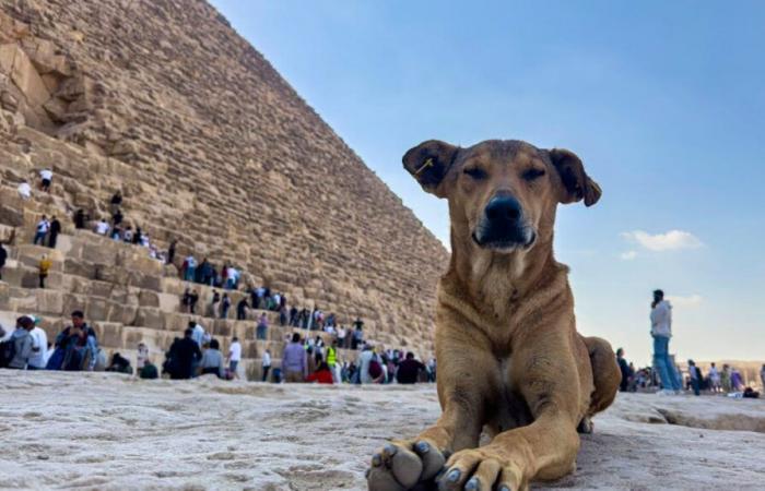 Apollo e i suoi amici cani, nuove stelle delle piramidi