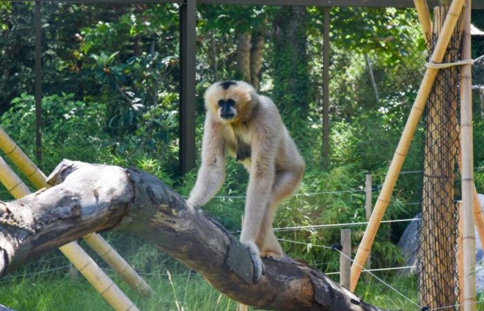 A Lione, 16 associazioni chiedono a Grégory Doucet di chiudere lo zoo della Tête d’Or