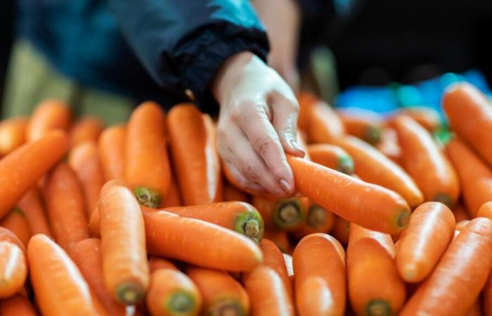 Negli Stati Uniti, le carote infette da E. coli provocano un decesso e dozzine di malattie