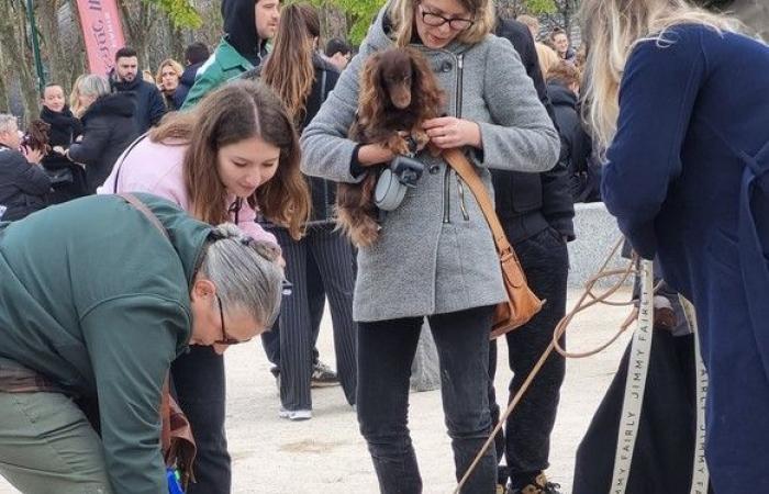 “Paris Sausage Walk 2024”: hanno sfilato 500 bassotti