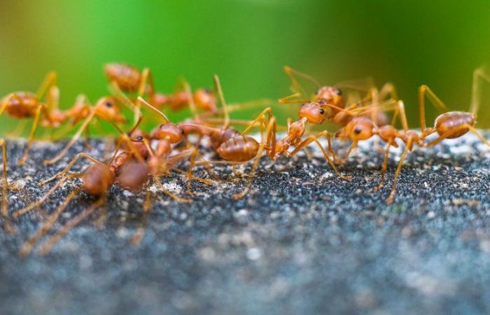 Formiche elettriche rilevate nel sud della Francia: cos'è questa specie invasiva dalle punture dolorose?