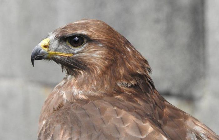 “Passare da 600 a 900 ricevimenti è complicato…” Sempre più animali selvatici vengono salvati nell'Aveyron