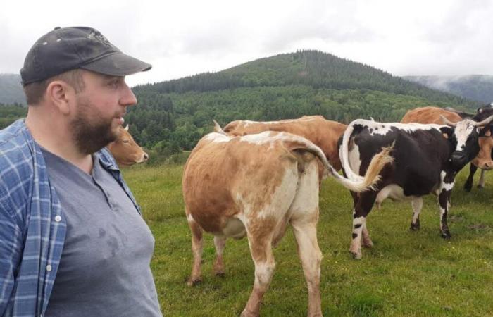 Territorio di Belfort. Una mucca trovata divorata in un pascolo a Etueffont: il lupo sospetta