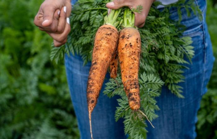 Le carote biologiche contaminate dal batterio E. coli provocano un decesso e 38 malattie