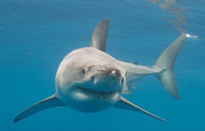 Evento raro nel Mediterraneo: un grande squalo bianco lungo quasi 4 metri è stato avvistato nelle acque francesi