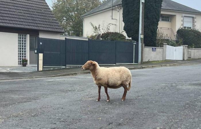 “Rallye”, l'unica pecora sopravvissuta, è stata ritrovata dalla polizia municipale di Laval