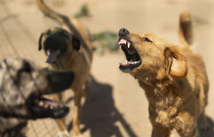 Cani sfruttati in condizioni “atroci” in Ungheria