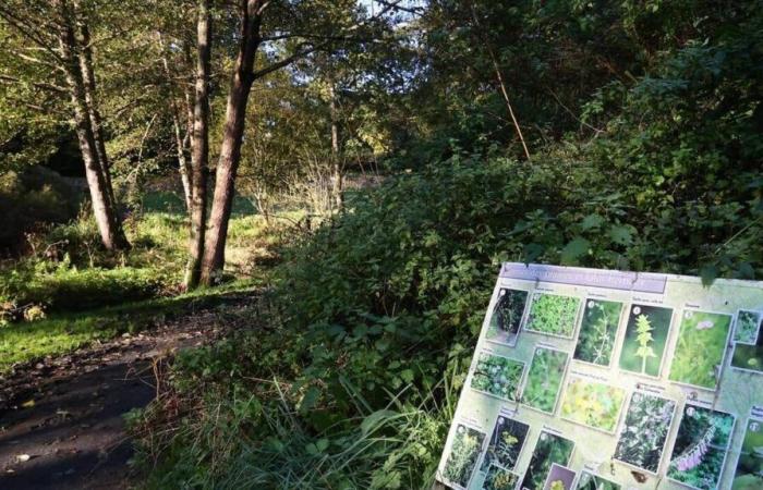 Quale futuro per il Vallon de la Dollée a Saint-Lô? Proponici le tue idee!