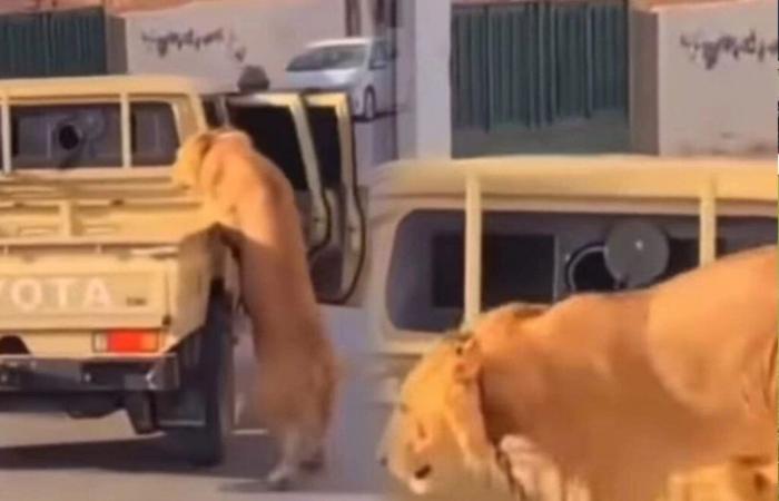 Un leone caduto da un’auto per le strade della Libia infiamma i social network (video)