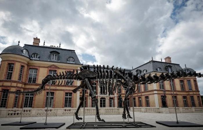 Scheletro di dinosauro gigante venduto in Francia per 4,4 milioni di franchi – rts.ch