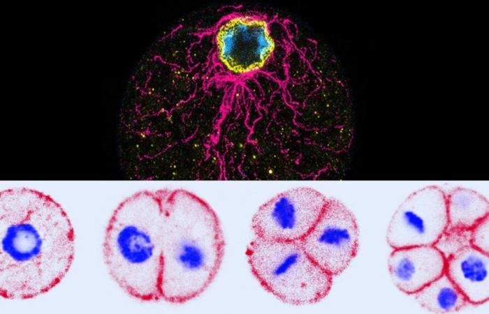 L’uovo o la gallina? La scienza finalmente risponde