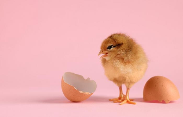 Sappiamo quale tra l’uovo e la gallina è nato prima, ecco la risposta della scienza