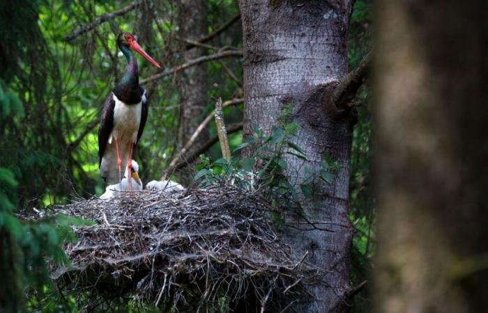 Touraine: la cicogna nera vince ancora contro le turbine eoliche