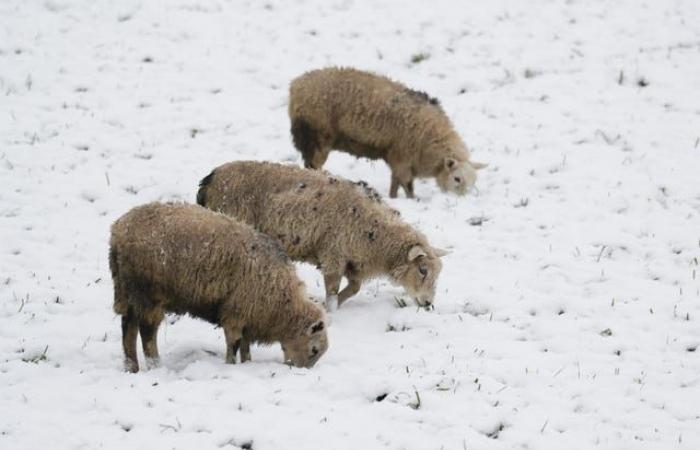 Nelle immagini: il Regno Unito trema mentre arriva la neve