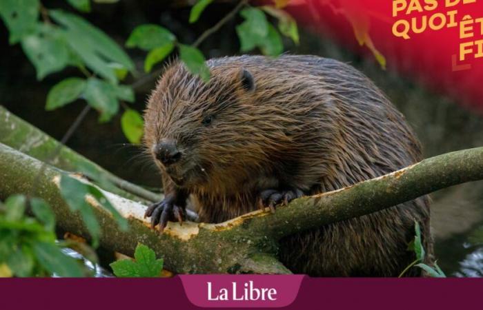 La Vallonia uccide 25 castori all’anno per salvare la cozza perlifera