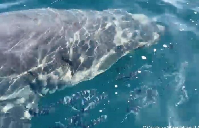 Nel Var, un grande squalo bianco avvistato al largo di Porquerolles