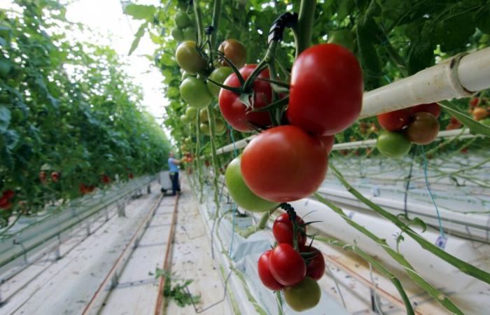 A Isigny-le-Buat 500 persone protestano contro le serre di pomodori