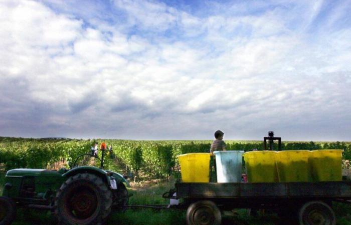 un nuovo processo per tratta di esseri umani nei vigneti di Bordeaux