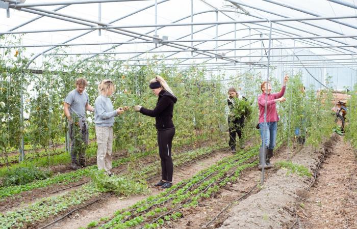 Per rafforzare l’agricoltura contadina, i volontari belgi prendono il controllo dei campi