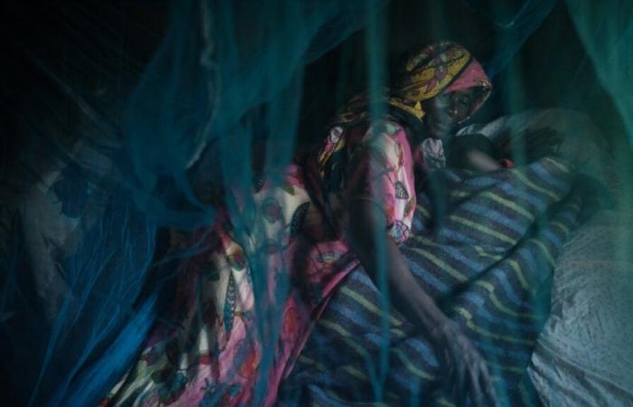 Le zanzare provenienti dall’Asia provocano l’aumento della malaria in Africa