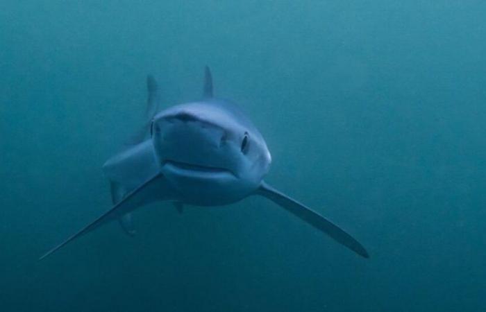 Var: un grande squalo bianco avvistato al largo delle coste del Mediterraneo: Novità