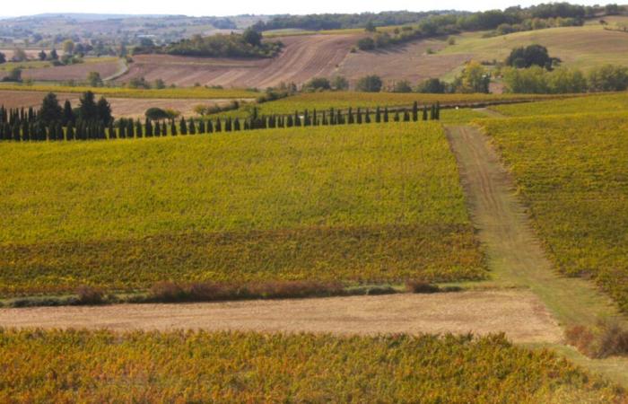 Tarn. Il vino non è solo vite… Questo evento vi invita a scoprire coloro che gravitano intorno