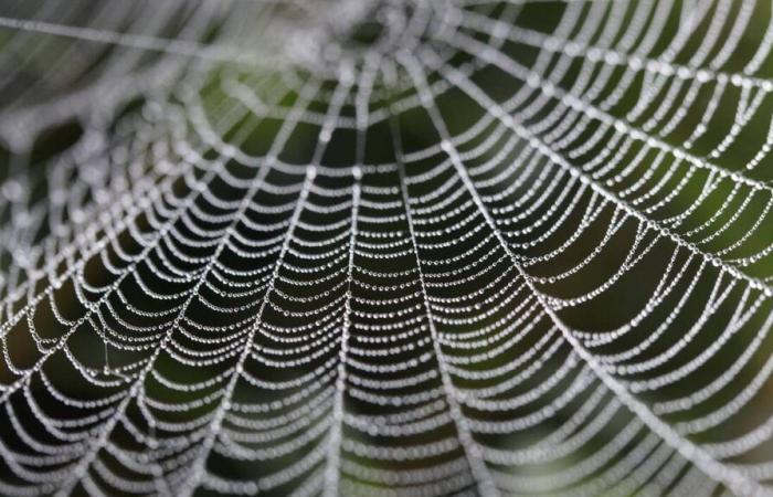 Che tempo sarà a Caen e dintorni martedì 19 novembre 2024?