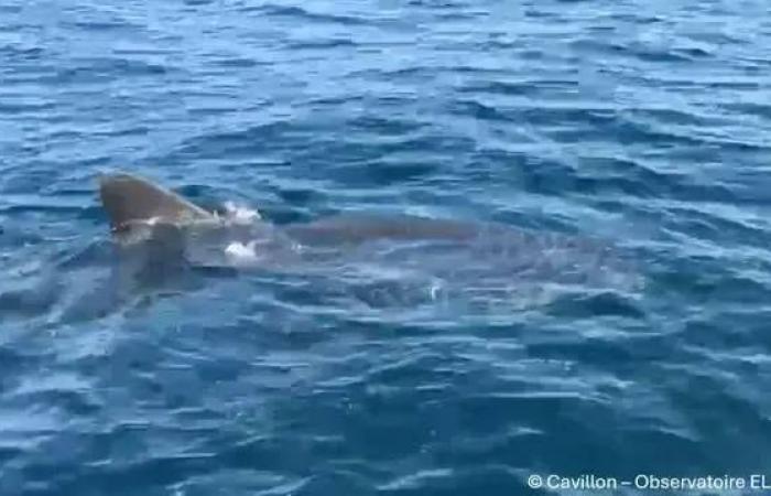 “È una specie estremamente minacciata, più che minacciosa”: un esperto della Riviera parla della comparsa di un grande squalo bianco nelle acque di Porquerolles