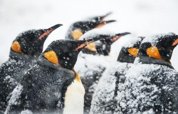 Temperatura minima a scuola: quanto può essere fredda legalmente la classe?