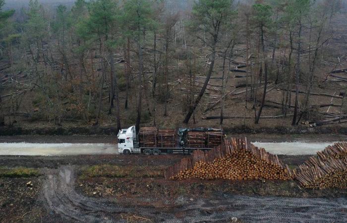 Incendi boschivi: il 2023, un anno record e devastante in tutta Europa