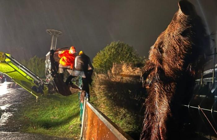 I contadini della Dordogna appendono cinghiali morti davanti all'amministrazione e alla federazione di caccia