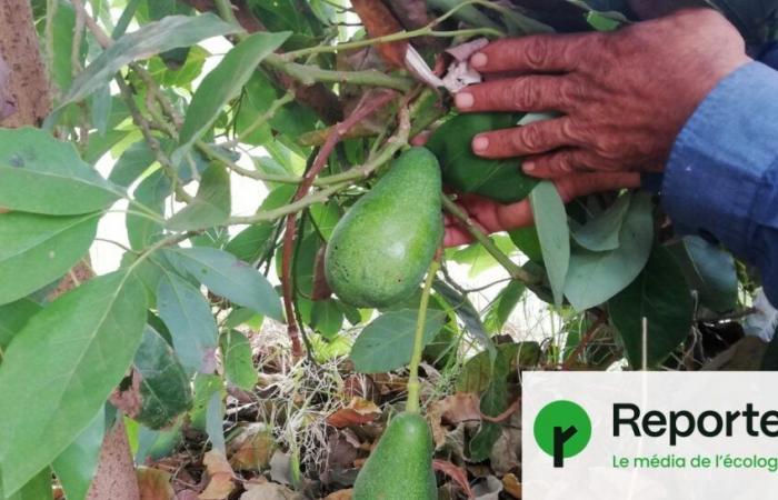 La coltivazione dell’avocado sta prosciugando il Marocco