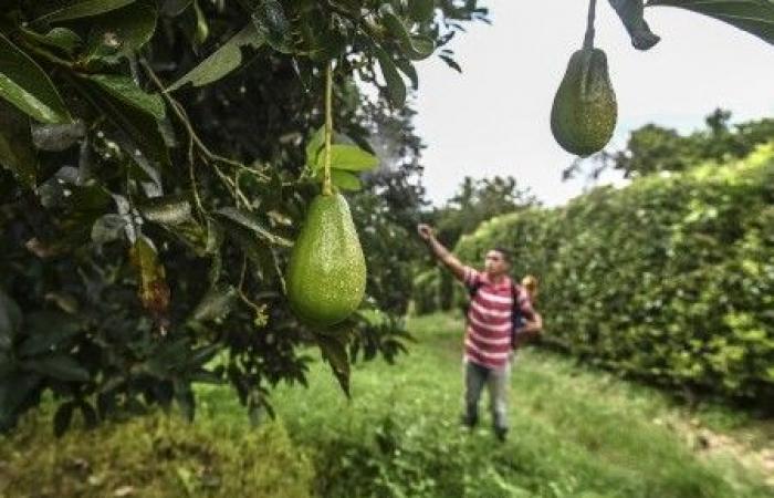 La coltivazione dell’avocado sta prosciugando il Marocco