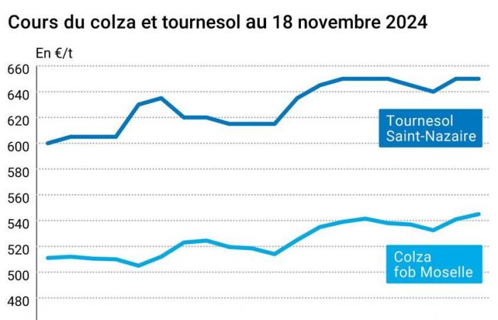 COTidienne | Semi oleosi – Il petrolio sostiene i prezzi di colza e soia