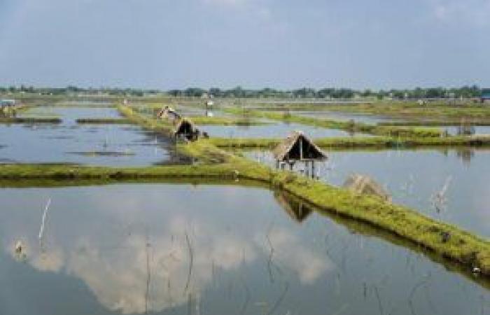 Qual è l’impatto dell’acquacoltura sostenibile sull’ambiente?