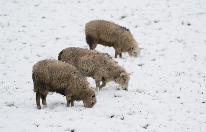 Il Regno Unito trema mentre arriva la neve