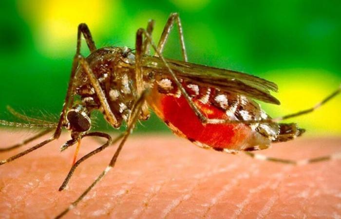 Malaria: una zanzara proveniente dall’Asia preoccupa l’Africa