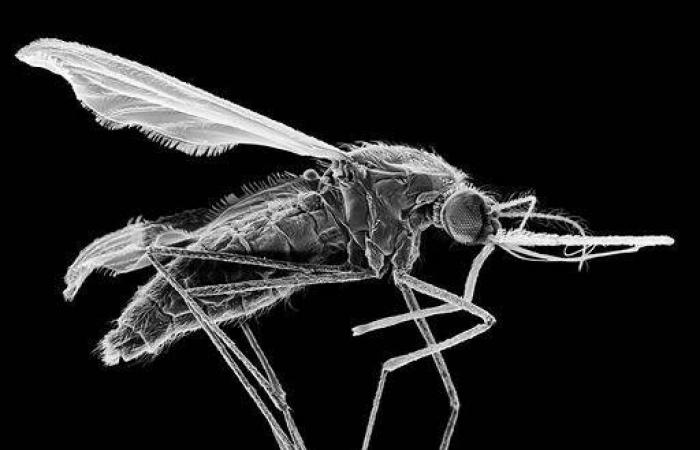 Impennata dei casi di malaria: una zanzara proveniente dall’Asia preoccupa l’Africa