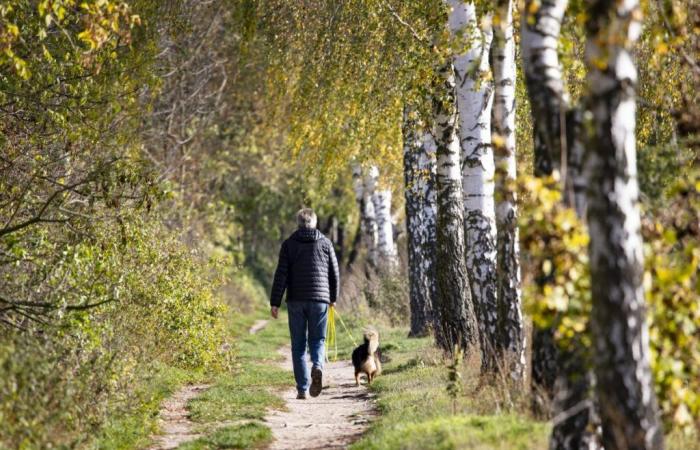 Cane a Berlino: il proprietario non riesce a controllarsi, ora i due finiscono in tribunale